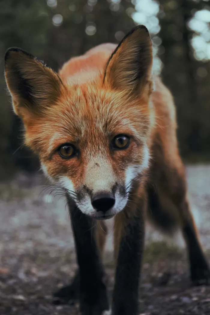 Responsible Wildlife Encounters
